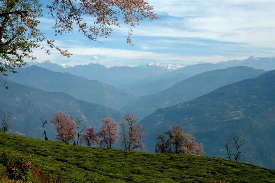 Temi Tea Garden